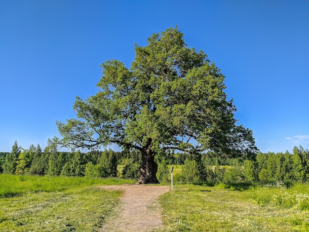 Beautiful view of an old oak in sunny day.