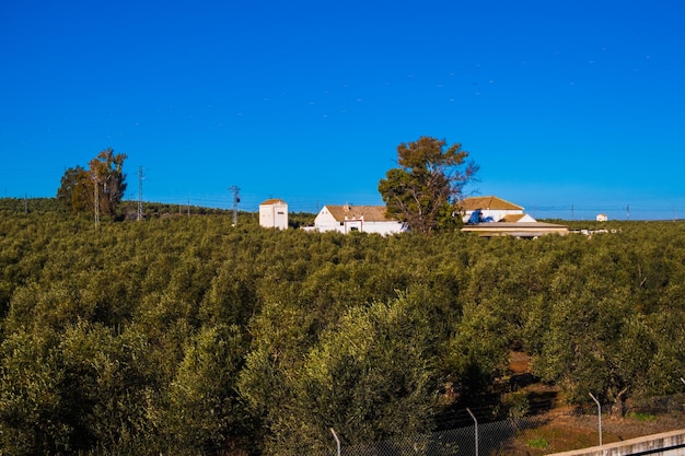 Beautiful view of olive plantation in Spain