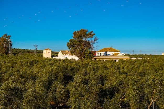 Beautiful view of olive plantation in Spain