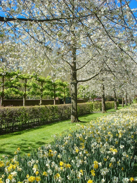 Beautiful view of the park on the spring day Closeup Keukenhof Netherlands