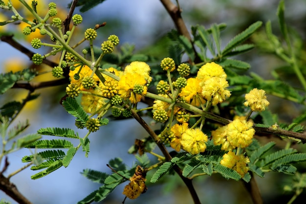 A beautiful view of Prickly Acacia flower