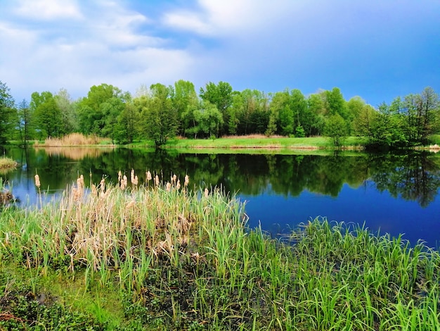 Beautiful view of the river with green banks and blue sky. Colorful landscape.