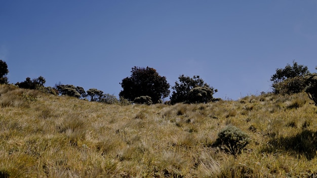 Beautiful view of the savanna of Mount Merbabu