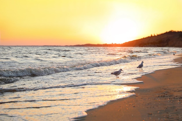 Beautiful view of sea coast at sunset