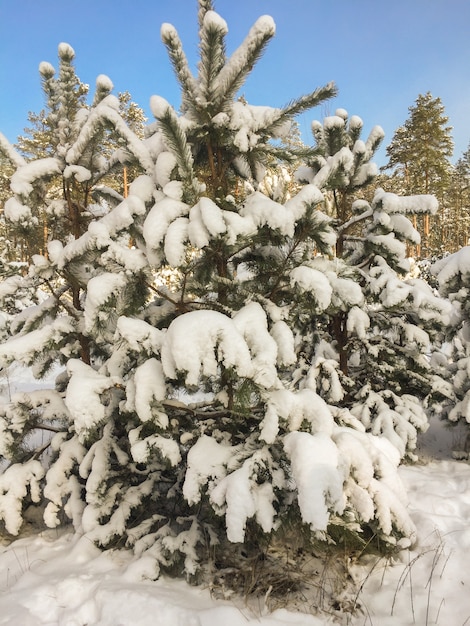 Beautiful view of the snow covered spruces in forest in winter day. Close-up.