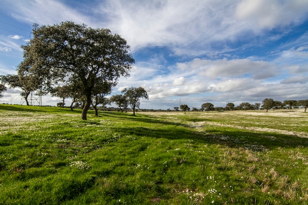 Beautiful view of a spring countryside landscape on the Alentejo region, Portugal.