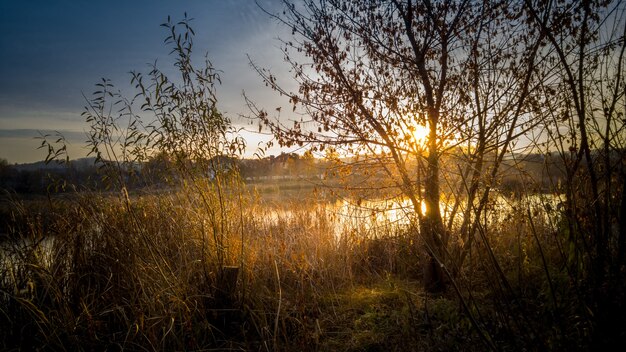 Beautiful view of sun shining through tree growing at lake