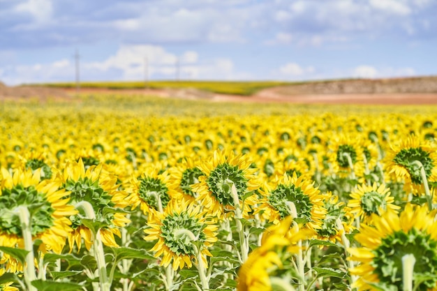 Beautiful view of sunflowers in the field under a cloudy sky