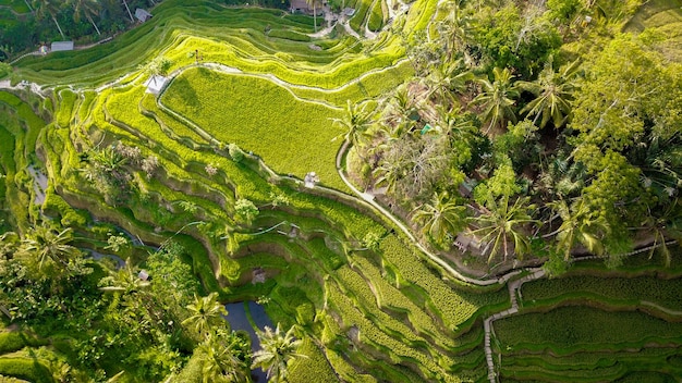 A beautiful view of Tegalalang Rice Field located in Ubud Bali Indonesia