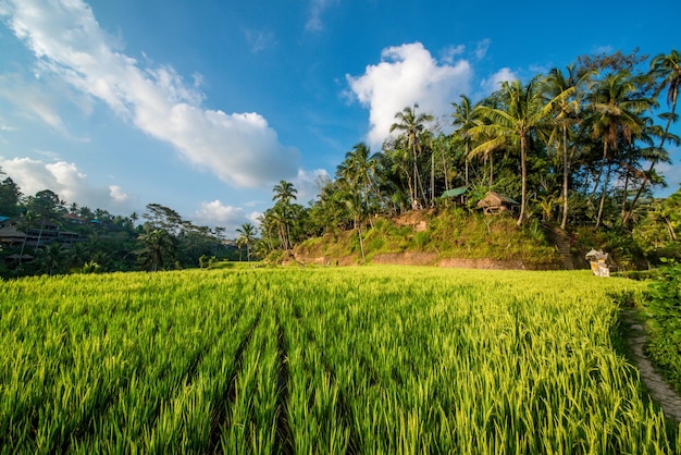 A beautiful view of Tegalalang Rice Field located in Ubud Bali Indonesia