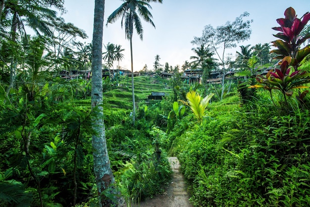 A beautiful view of Tegalalang Rice Field located in Ubud Bali Indonesia