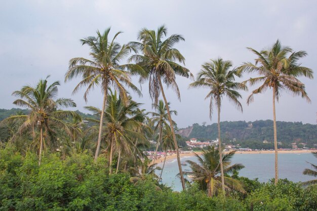 Beautiful view of the tropical beach of Sri Lanka on a sunny day