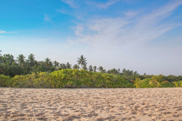 Beautiful view of the tropical beach of Sri Lanka on a sunny day