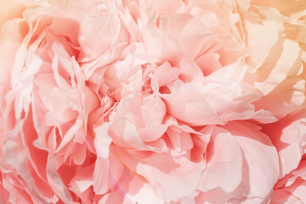 Beautiful view of white pink peonies close up lit by sunlight midday light shadows sun glare