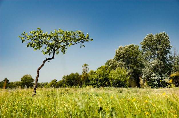 Beautiful view of a young tree