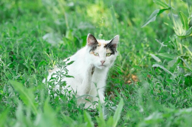 Beautiful village cat in the green grass