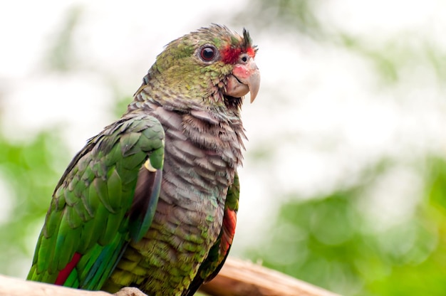 Beautiful vinaceous-breasted amazon (Amazona vinacea), Brazilian bird, parrot.