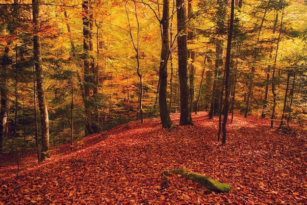 Beautiful vintage autumn landscape with fallen dry red maple leaves in beech forest