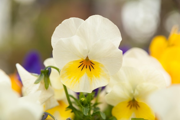 Beautiful Viola Violet Pansy white and yellow Closeup Background blurred with various other flowers