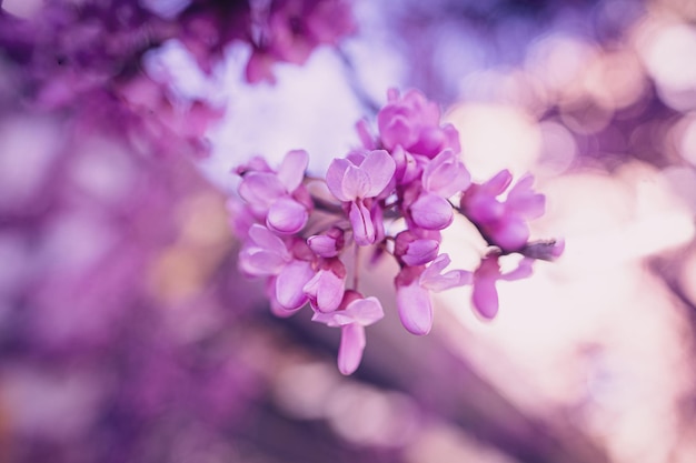 beautiful violet blooming Jacaranda tree on a warm spring day in Spain