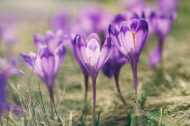 Beautiful violet crocus flowers growing on the dry grass, the first sign of spring. Seasonal easter background.