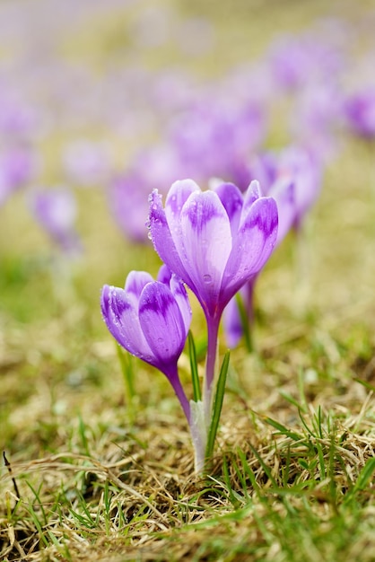 Beautiful violet crocus flowers growing on the dry grass the first sign of spring Seasonal easter background