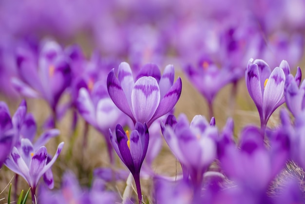 Beautiful violet crocus flowers growing in the grass, the first sign of spring. Seasonal easter background with copyspace