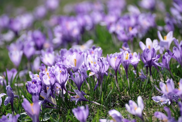 Beautiful violet crocus flowers growing in the grass the first sign of spring Seasonal easter background