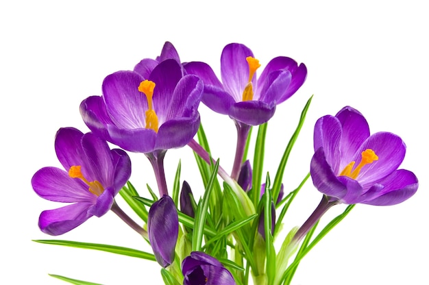 Beautiful violet crocus isolated on white