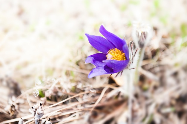 Beautiful violet crocuses, first spring flowers. Macro image, selective focus