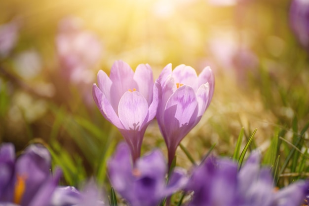 Beautiful violet crocuses flower growing on the dry grass, the first sign of spring. Seasonal easter sunny natural background.