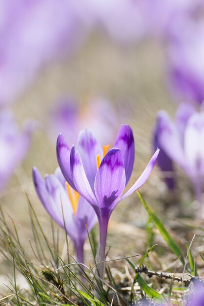 Beautiful violet crocuses flower growing in the dry yellow grass, the first sign of spring. Seasonal easter natural background.