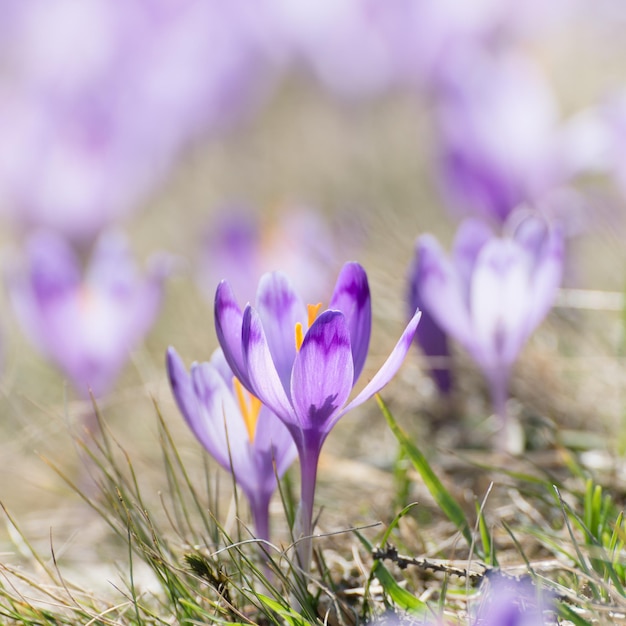 Beautiful violet crocuses flower growing in the dry yellow grass the first sign of spring Seasonal easter natural background