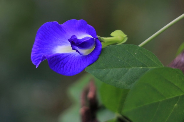 Beautiful violet flower