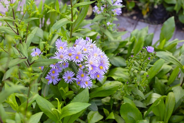 Beautiful violet flowers of Symphyotrichum dumosum