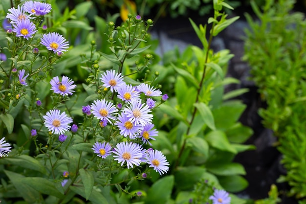 Beautiful violet flowers of Symphyotrichum dumosum