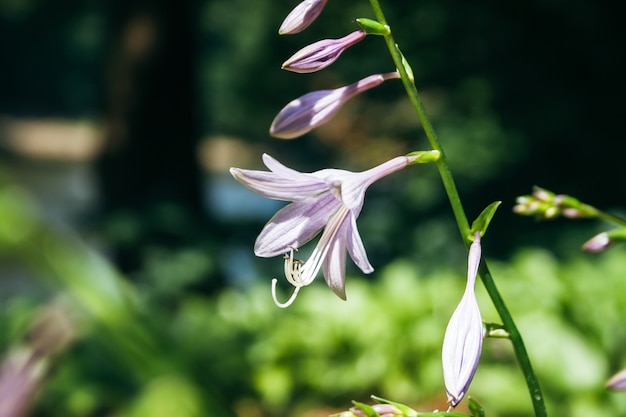 Beautiful violet hosta plantaginea flowers, similar to campanula, against a blurred juicy green background. Hemerocallis japonica. Flower garden on a sunny day