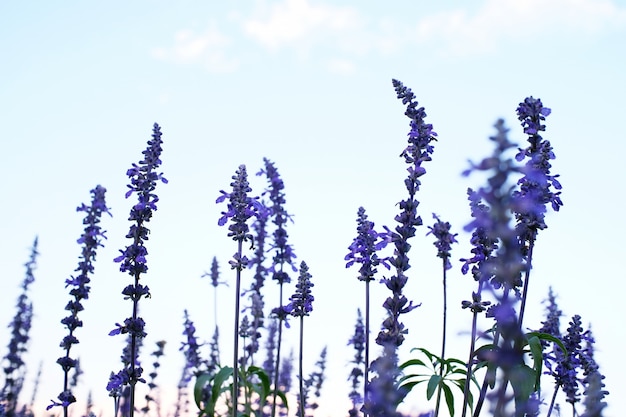 Beautiful violet lavender flowers with blue sky background.  selective focus.