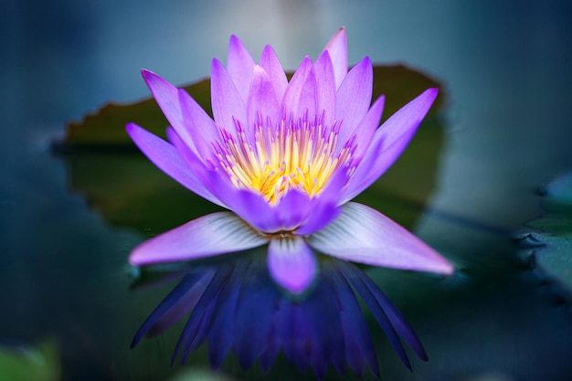 Beautiful violet lotus flower on surface of pond