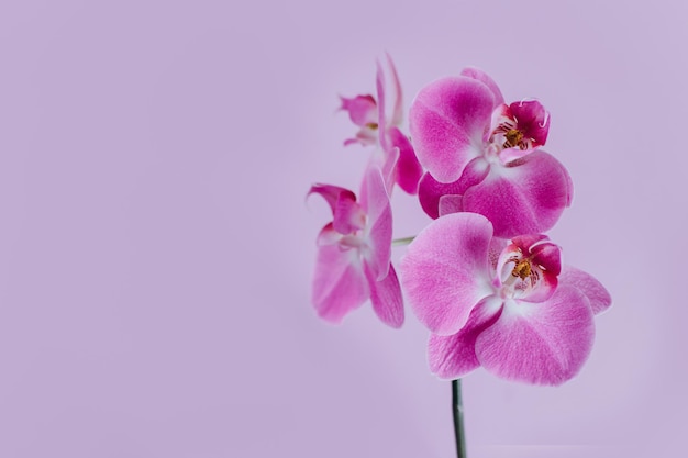 Photo beautiful violet orchid flowers on pastel purple background