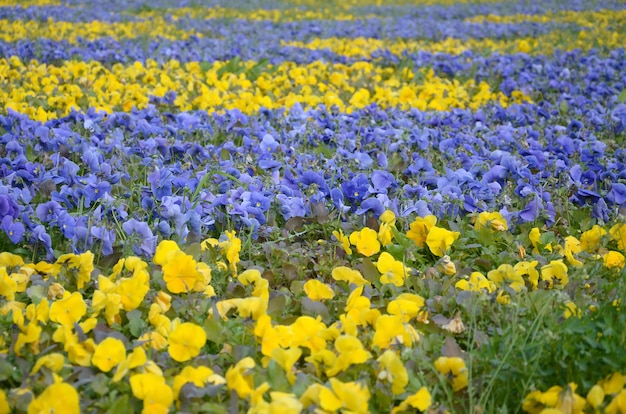 Beautiful violet and yellow blossoming pansies in the spring garden