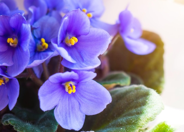 Beautiful violets closeup for background and text