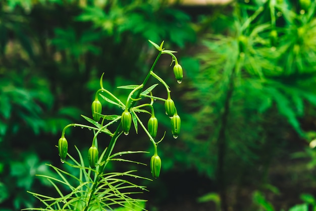 Beautiful vivid green buds of Martagon Hybrids with dew drops close-up with copy space. Pure, pleasant, nice bud of lilies with rain drops in sunlight. Plants and grass in rain weather. Greenery.