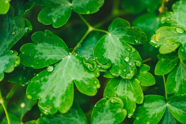 Beautiful vivid green leaves of aquilegia with dew drops  . 