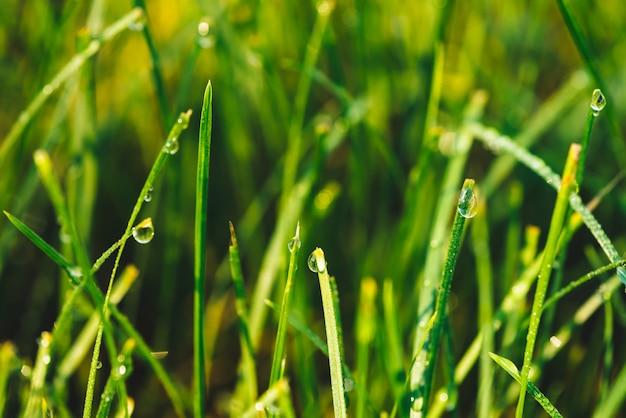 Beautiful vivid shiny green blade of grass with dew drops close-up 