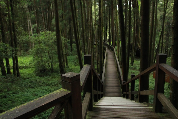 Beautiful Walking trail along with Pine trees forest.Alishan National Forest Recreation Area in Chiayi County, Alishan Township, Taiwan