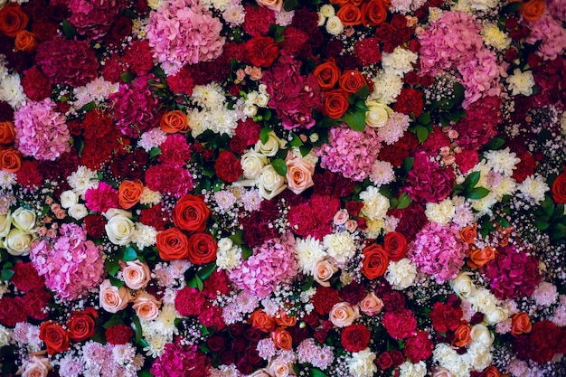 Beautiful wall made of red violet purple flowers, roses, tulips,