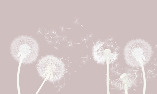 Beautiful wallpaper with white dandelions seeds