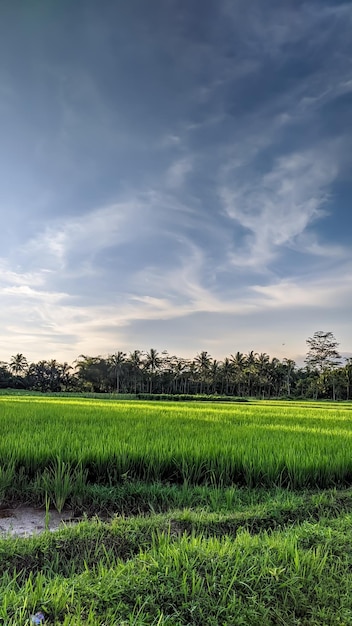 BEAUTIFUL WALLPAPERS RICEFIELD GREEN IN INDONESIA