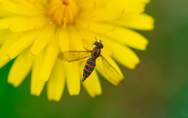 Beautiful wasp flying over a yellow flower